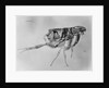 Flea Under High Power Microscope by Anonymous