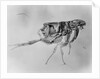 Flea Under High Power Microscope by Anonymous