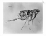 Flea Under High Power Microscope by Anonymous
