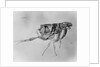 Flea Under High Power Microscope by Anonymous