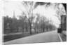 Trees Line a City Street by Anonymous