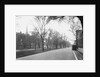 Trees Line a City Street by Anonymous