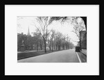 Trees Line a City Street by Anonymous