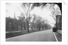 Trees Line a City Street by Anonymous
