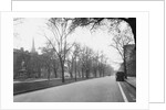 Trees Line a City Street by Anonymous