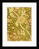 William Morris Design by Anonymous