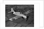 Grumman Martlet 1 by Anonymous