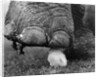 Elephant's Foot Hovering over a Chick by Corbis