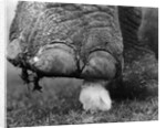 Elephant's Foot Hovering over a Chick by Corbis