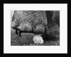 Elephant's Foot Hovering over a Chick by Anonymous