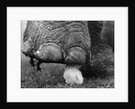 Elephant's Foot Hovering over a Chick by Corbis