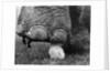 Elephant's Foot Hovering over a Chick by Anonymous