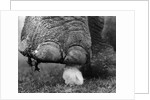 Elephant's Foot Hovering over a Chick by Corbis