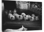 Pigs by a Trough by Corbis