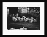 Pigs by a Trough by Anonymous