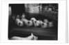 Pigs by a Trough by Anonymous