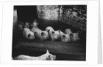 Pigs by a Trough by Anonymous