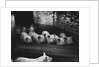 Pigs by a Trough by Anonymous
