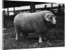 Ram at Agricultural Show by Anonymous