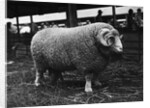 Ram at Agricultural Show by Anonymous
