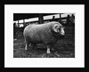 Ram at Agricultural Show by Anonymous