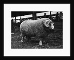 Ram at Agricultural Show by Anonymous