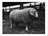 Ram at Agricultural Show by Anonymous