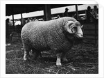 Ram at Agricultural Show by Anonymous