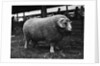 Ram at Agricultural Show by Anonymous
