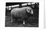 Ram at Agricultural Show by Anonymous
