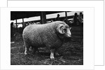 Ram at Agricultural Show by Anonymous