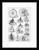 Velocipedes by Anonymous