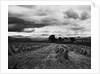 Welsh Wheat Fields With Snowdonia in the Distance by Anonymous