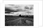 Welsh Wheat Fields With Snowdonia in the Distance by Anonymous