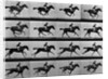 Man Riding Galloping Horse by Anonymous
