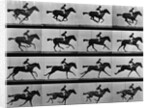 Man Riding Galloping Horse by Anonymous