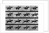 Man Riding Galloping Horse by Anonymous
