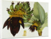 Musa Cavendishii by William Curtis