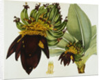 Musa Cavendishii by William Curtis