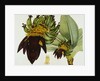 Musa Cavendishii by William Curtis