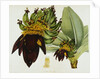 Musa Cavendishii by William Curtis