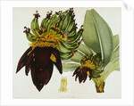 Musa Cavendishii by William Curtis