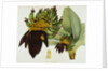 Musa Cavendishii by William Curtis