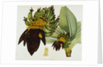 Musa Cavendishii by William Curtis