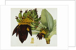 Musa Cavendishii by William Curtis