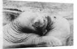Kissing Walruses by Anonymous