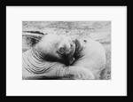 Kissing Walruses by Anonymous