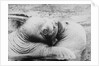 Kissing Walruses by Anonymous