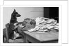 German Shepherd at a Typewriter by Anonymous
