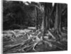 Roots of an Indian Rubber Tree by Anonymous